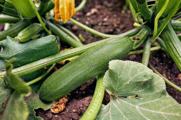 Organic Zucchini Homegrown Flowering and ripe fruits of zucchini in vegetable garden courgette stock pictures, royalty-free photos & images