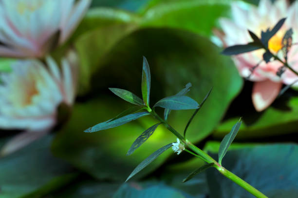Green leaf beside the waterlily pond