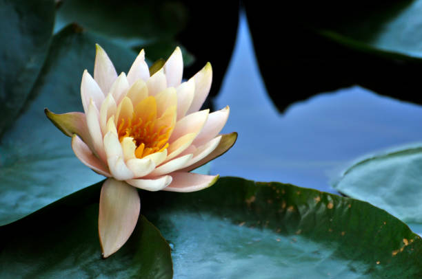istock Blossom waterlily flowers 994294856