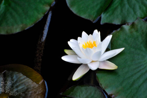 istock Blossom waterlily flowers 994295090