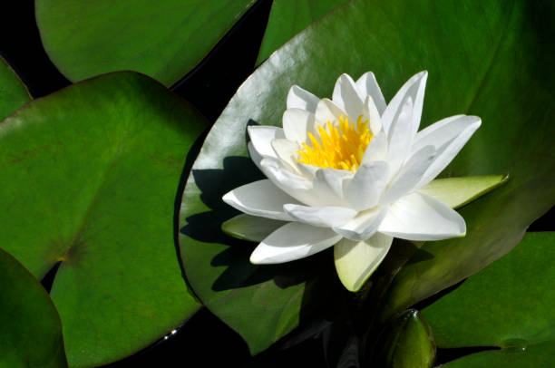 istock Blossom waterlily flowers 994295154