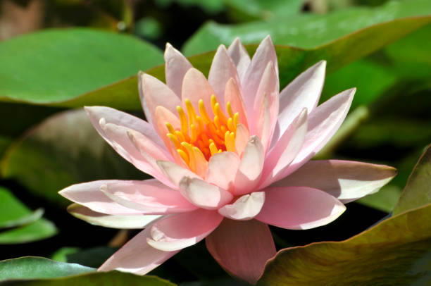 istock Blossom waterlily flowers 994297240