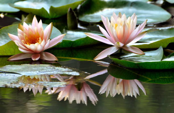 istock Blossom waterlily flowers 994297332