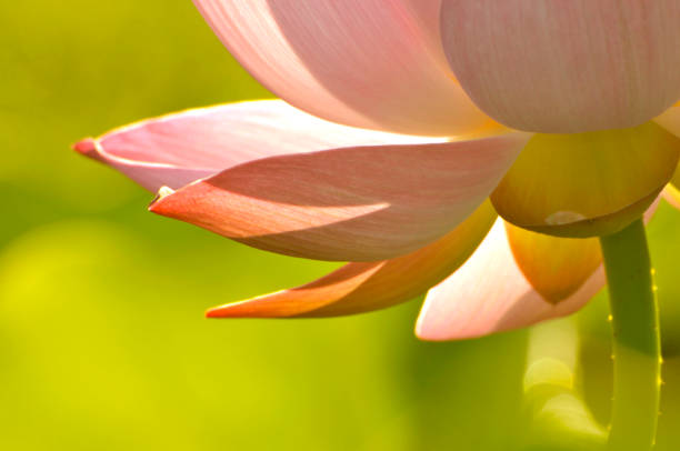istock Beauty in nature 994297468