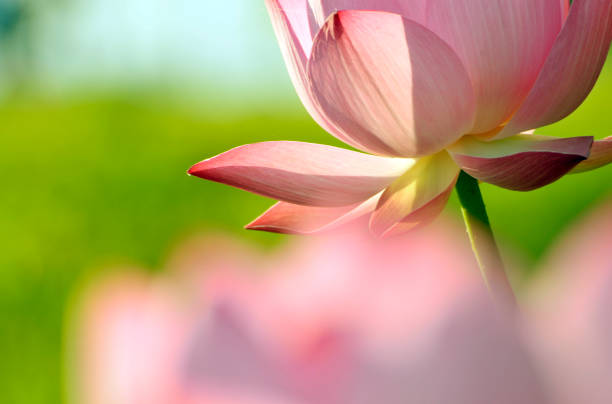 istock Beauty in nature 994297484