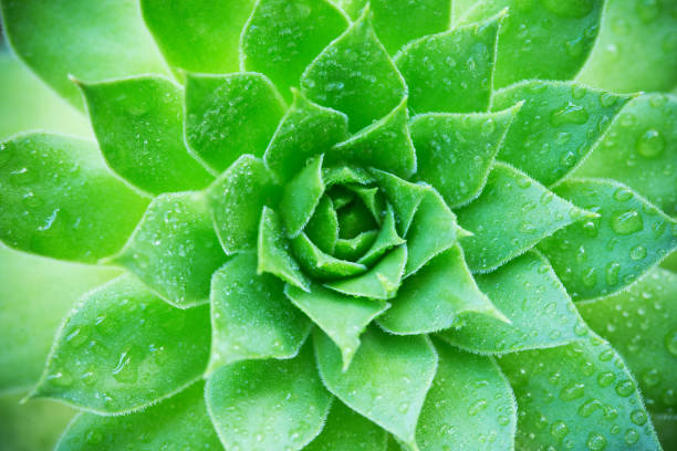 Close up of succulent plants backgruond