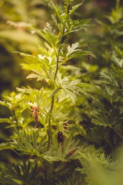 istock Medicinal and herbal plants and natural medicine 994298446