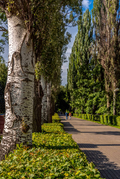 istock Poplar alley in the Park 994298544