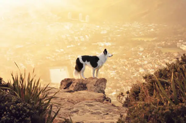 beautiful dog standing on the edge of a mountain