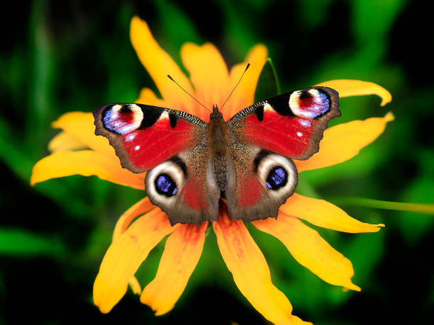 istock colorful butterfly on flower 994303098
