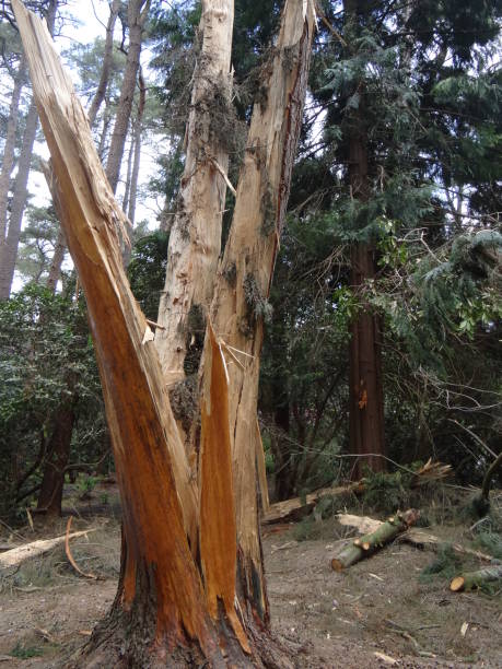 istock Lightning strike, a force of nature 994303320