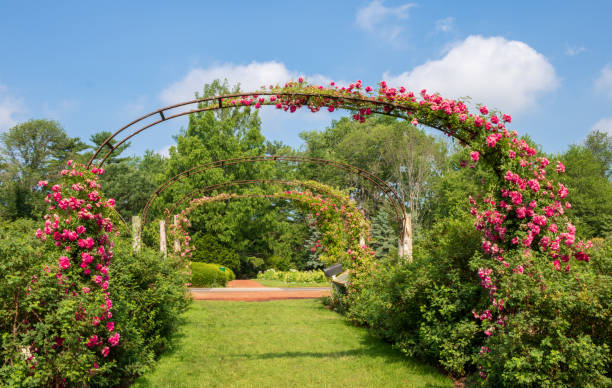 istock Climbing roses blooming on arches on a sunny, summer day 994303460