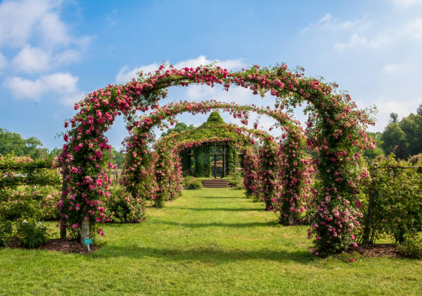 rosa a 'dorothy perkins' florece en arcos - dorothy fotografías e imágenes de stock