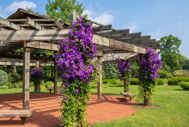 Clematis 'Jackmanii' in bloom on a pavilion Purple flowers of clematis "jackmanii' highlight the columns on a pavilion in Elizabeth Park clematis stock pictures, royalty-free photos & images