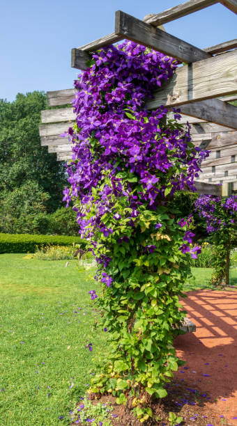 Clematis "Jackmanii" blooms on a pavilion column stock photo