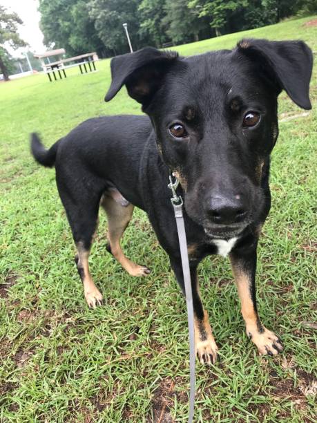 istock Dog at the park 994309650