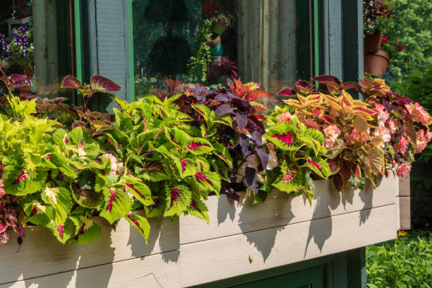 Coleus and begonias Multi-colored coleus and begonias in a window box coleus photos stock pictures, royalty-free photos & images
