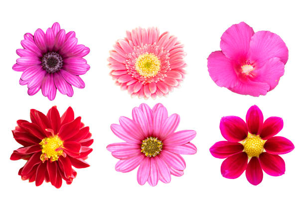 istock collection flower isolated on white background 994315758