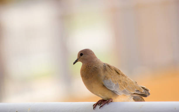 A  mourning dove (Zenaida macroura) sitting peacefully on a balcony edge. A  mourning dove (Zenaida macroura) sitting peacefully on a balcony edge. zenaida dove stock pictures, royalty-free photos & images