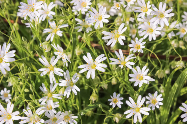 greater stitchwort, stellaria flower greater stitchwort, stellaria stellaria media stock pictures, royalty-free photos & images