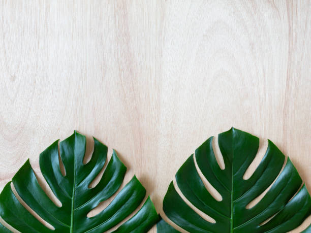 istock Two tropical monstera leaves on the wood background 994323974