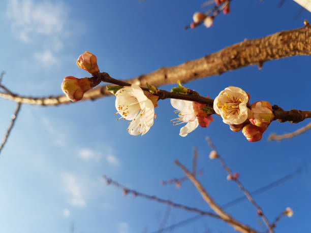 Apricot flowers branch with blue sky background.