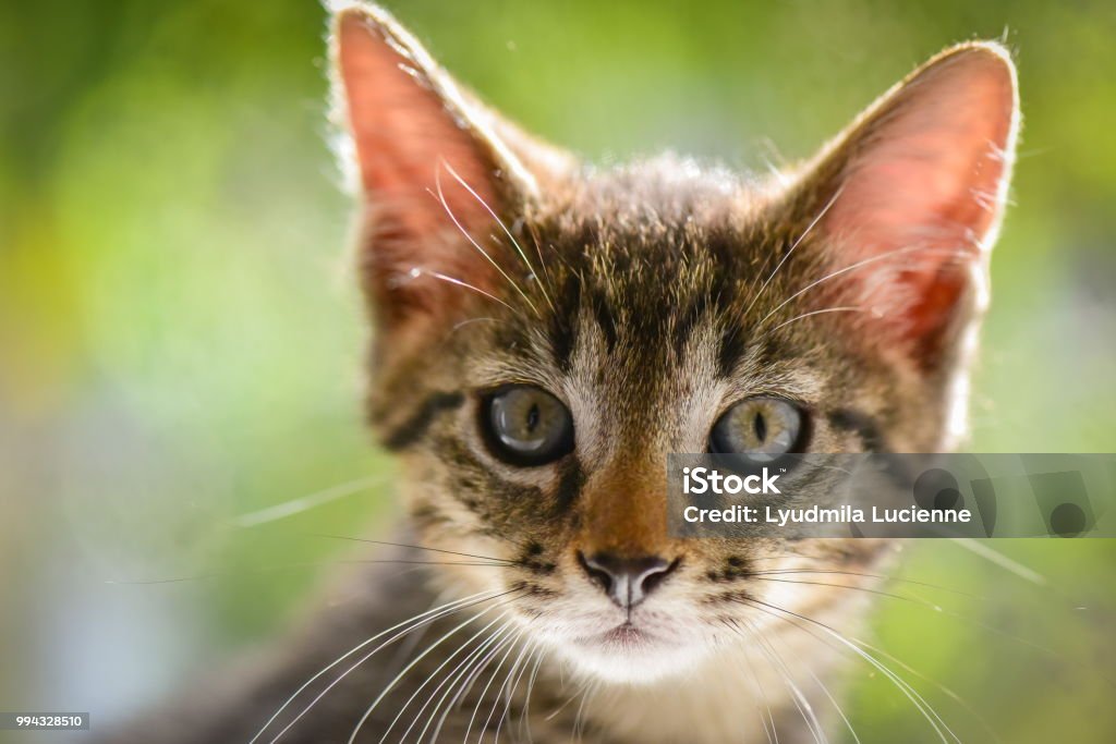 Kätzchen - Lizenzfrei Auge Stock-Foto