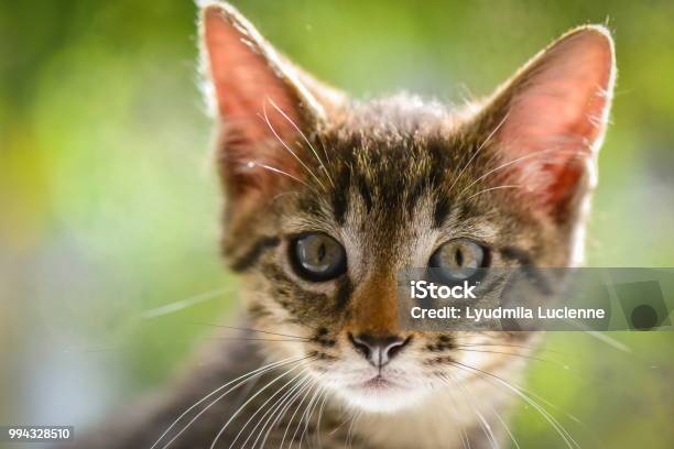 Kätzchen Stockfoto und mehr Bilder von Auge - Auge, Fell, Fotografie