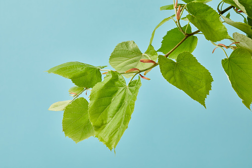 close-up shot of blooming tilia branch isolated on blue