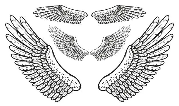 Vector illustration of Set of bird wings with finely drawn feathers