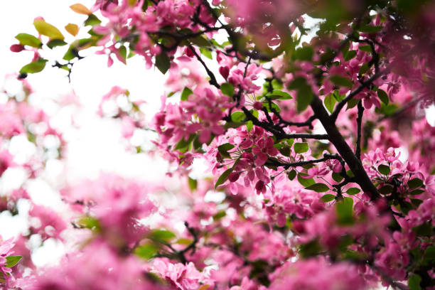 istock close-up shot of aromatic pink cherry blossom on tree 994332222