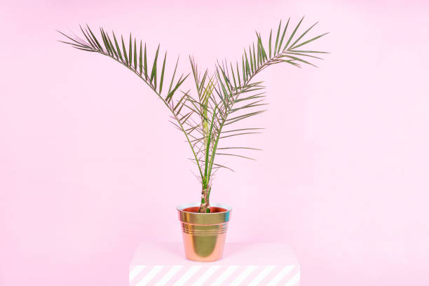 istock Room palm in a vase 994339286