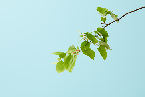 green leaves of tilia isolated on blue