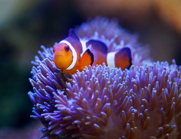 istock ocellaris clownfish and anemone 994348656