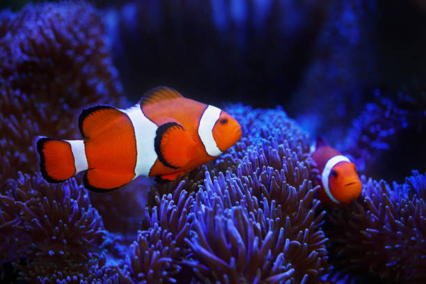 istock ocellaris clownfish and anemone 994352366