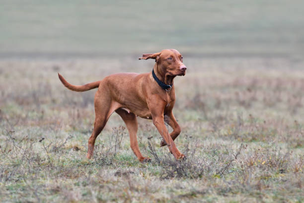 istock Hungarian or Magyar Vizsla 994358636