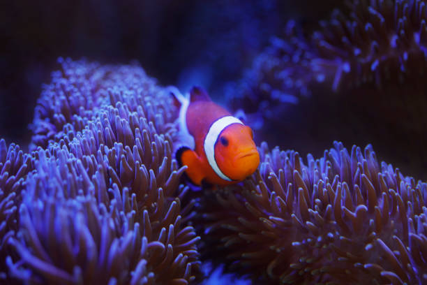 istock ocellaris clownfish and anemone 994363190