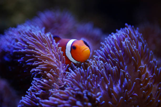 istock ocellaris clownfish and anemone 994363910