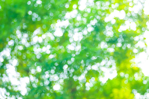 bokeh fond de - nature sunlight tree illuminated photos et images de collection
