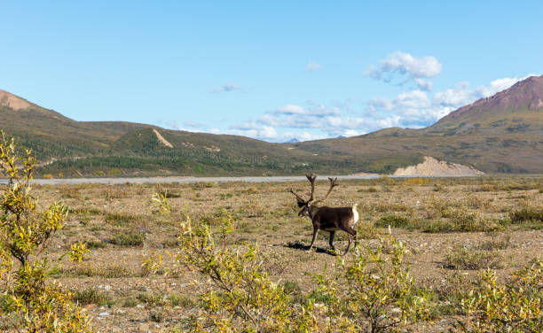 istock Barren Ground Caribou Bull 994367512