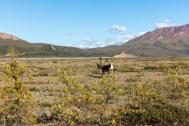 istock Barren Ground Caribou Bull 994368180