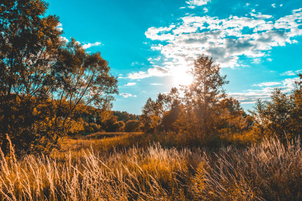 istock orange cornfield with some trees and warm sunlight 994368340