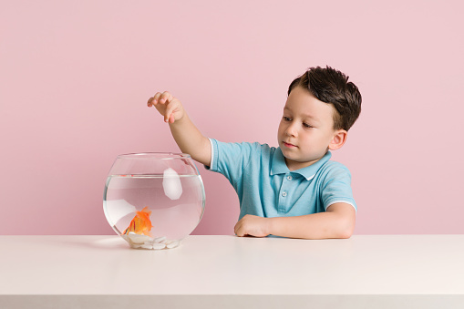 Cute child is feeding his goldfish.