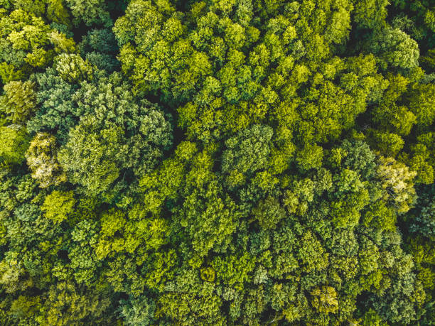istock green treetops from the bird view - taken by a drone 994371300