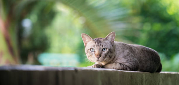istock Cat on the house wall looking at camera 994372156