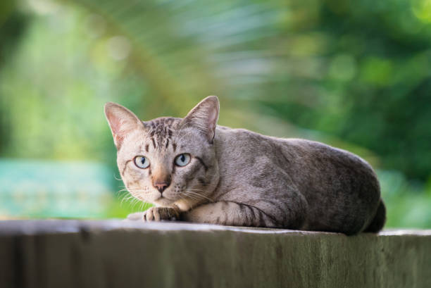 istock Cat on the house wall looking at camera 994372172