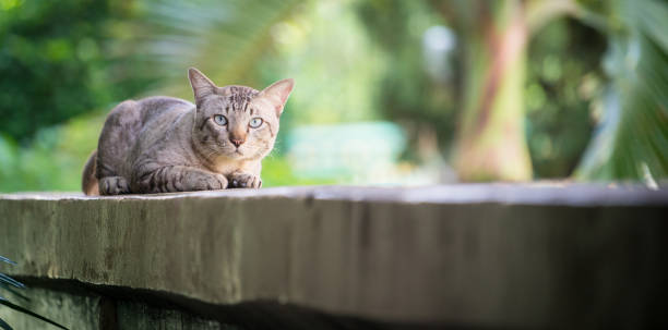 istock Cat on the house wall looking at camera 994372182