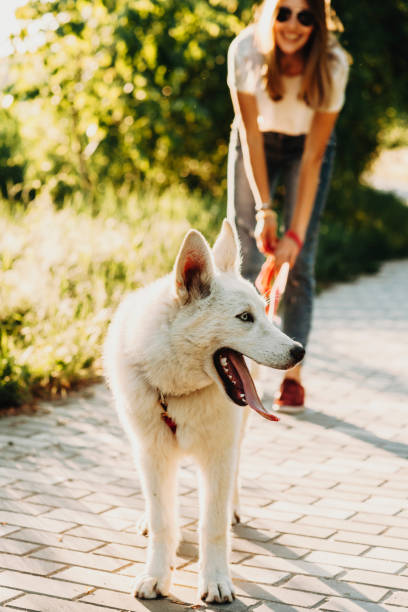 istock Funny dog standing near blurred owner 994377524
