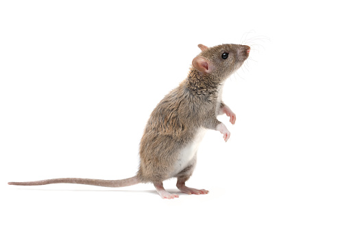 rata joven Closeup está parado en sus patas traseras y mirando hacia arriba. aislado en blanco. photo
