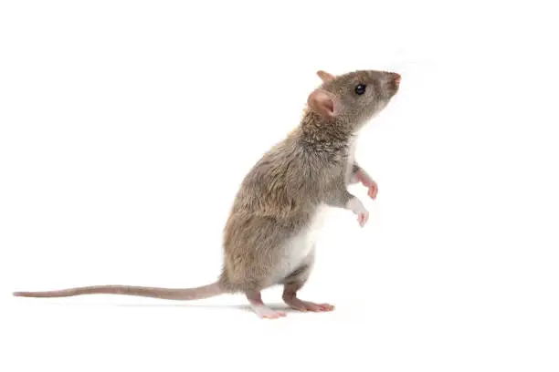 Photo of closeup young rat  stands on its hind legs and looking up. isolated on white.
